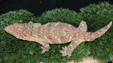 High Color Female Leachianus LB482