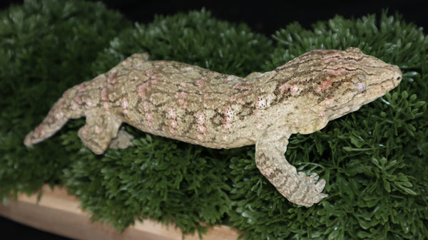 Leachianus Male LB469