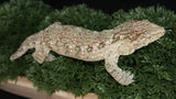 Leachianus Male LB469