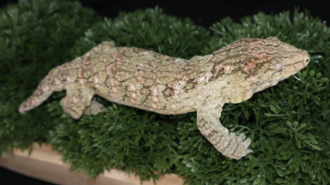 Leachianus Male LB469