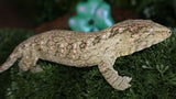 Leachianus Male LB469