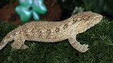 Leachianus Male LB469