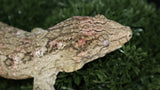 Leachianus Male LB469