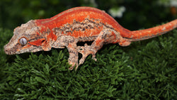 Red Stripe Male Gargoyle GG348