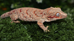 Red & White Super Blotch Gargoyle GG349