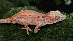 Pink Base Red Strie Gargoyle GG350