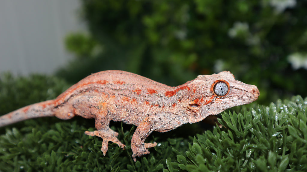 Pink Base Red Strie Gargoyle GG350 – BB's Crested Gecko's