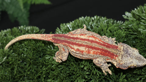 Red stripe gargoyle gecko GG351