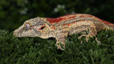 Red stripe gargoyle gecko GG351