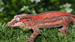 Red Stripe Female Gargoyle GG353