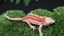 Red stripe gargoyle GG354