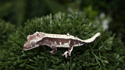 Lilly White Axanthic Male Crested CGAX8