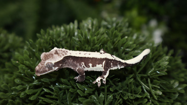 Lilly White Axanthic Male Crested CGAX8