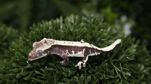 Lilly White Axanthic Male Crested CGAX8