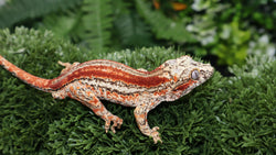 Skeleton Red Stripe Gargoyle GG355