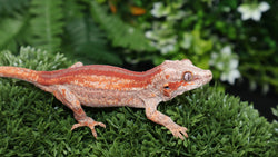 Red Stripe Female Gargoyle GG347