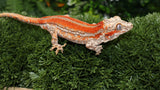 Red stripe gargoyle gecko GG346