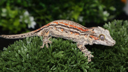 Orange Stripe Gargoyle GG356