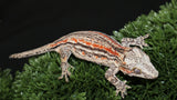 Orange Stripe Gargoyle GG356