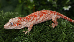 Red blotch gargoyle gecko GG357
