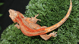 Red stripe gargoyle gecko GG360