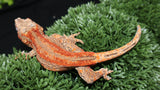 Red stripe gargoyle gecko GG360