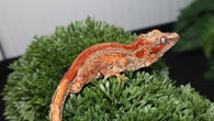 Red stripe gargoyle gecko GG360