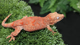 Red Blotch gargoyle GG358