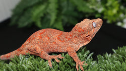 Red Blotch gargoyle GG358