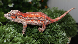 Red stripe gargoyle GG359