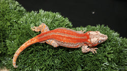 Red stripe gargoyle gecko GG361