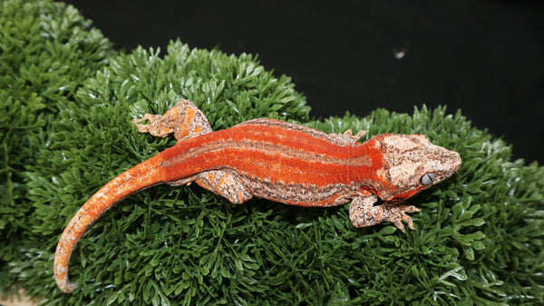Red stripe gargoyle gecko GG361