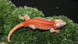 Red stripe gargoyle gecko GG361