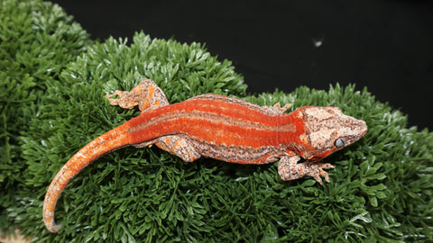 Red stripe gargoyle gecko GG361