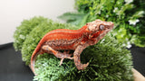 Red stripe gargoyle gecko GG361