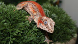 Red stripe gargoyle gecko GG361