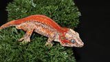 Red stripe gargoyle gecko GG361
