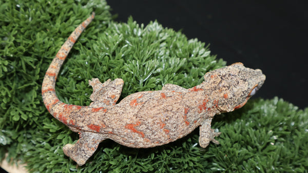 Red Blotch gargoyle GG364