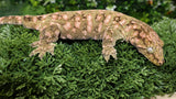 GTX Female Leachiaus LB477