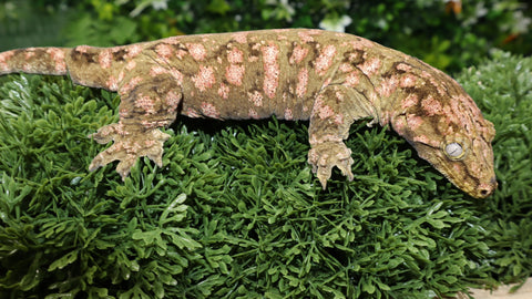 GTX Female Leachiaus LB477