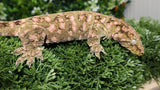 GTX Female Leachiaus LB477