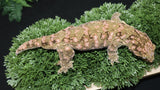 GTX Female Leachiaus LB477