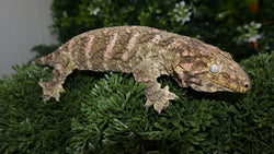 Brosse Male Leachianus LB494