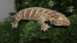 Pure Brosse Leachianus Male LB467