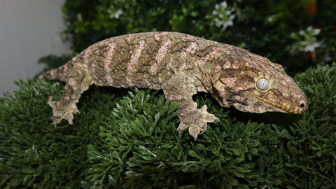 Pure Brosse Leachianus Male LB467