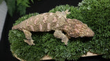 Pure Brosse Leachianus Male LB467