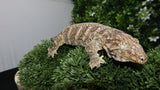 Brosse Male Leachianus LB494