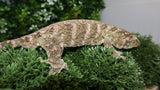 Brosse Male Leachianus LB494