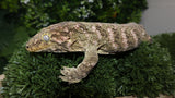 Brosse Male Leachianus LB494