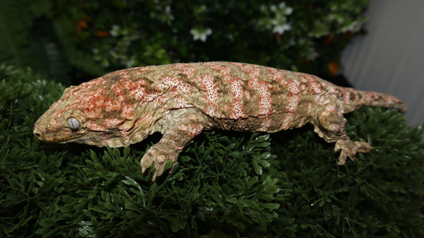 High Pink Male Leachianus LB468